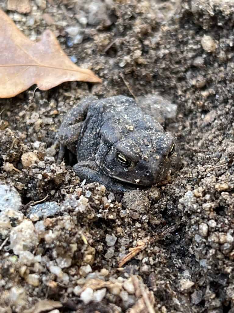 frog behind the trash can 